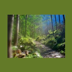 2012-08-09_01Fischunkel-Alm_Wasseralm (077)b.JPG